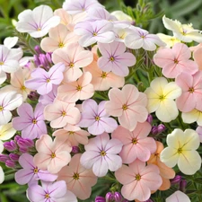 50 Creme Brule Phlox Seeds Flower Perennial Seed Flowers Bee Butterfly US SELLER