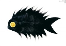 Armando Testa Sogliola Siberiana