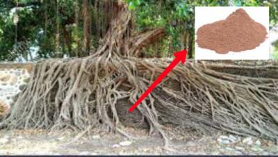 Indian Bargad Bad Jad Banyan Tree Root Powder 50-400GM FREE SHIP