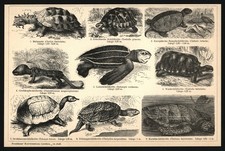 Druck 1896 - Schildkr&ouml;ten - Karettschildkr&ouml;te Lederschildkr&ouml;te Tortuga Turtles