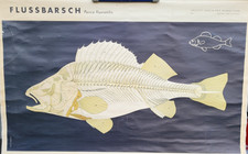 Schulrollkarte Wandkarte "Flussbarsch Skelett"