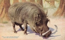 New York Zoological Zoo East African Wart-hog Vintage Postcard