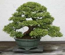 Hinoki Cypress (Chamaecyparis obtusa), 50 seeds
