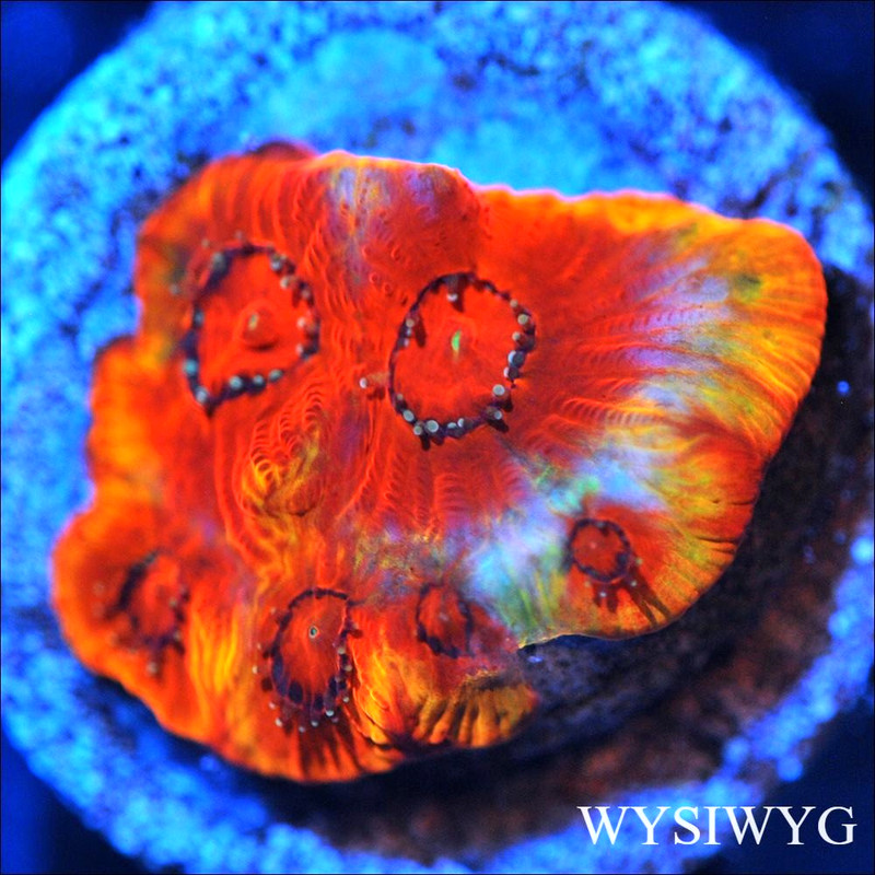 Corals of Eden ~ WYSIWYG Live Coral Frag ~ AppleJacks Favia Coral ~ LPS SPS