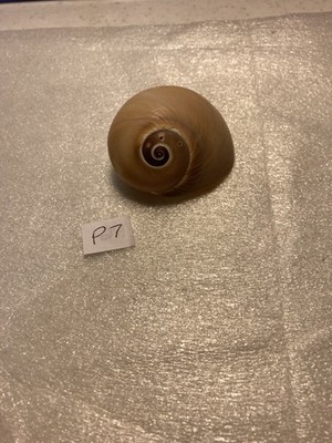 Collectible Shark's Eye Snail Shell 2in Tan/ Brown