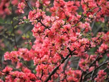 100+ Japanese Quince Seeds (Chaenomeles japonica) Bonsai Graft Landscape