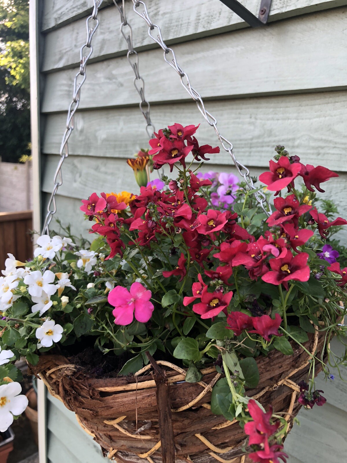 Bedding Plants, Hanging Baskets Delivered Liverpool eBay