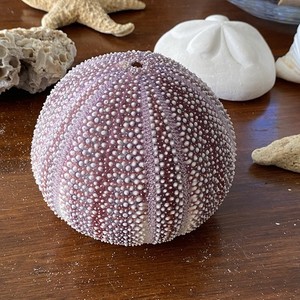 Cornish Sea Urchin 11 Cm SeaShells Nautical Decor Beach House *See Collection 