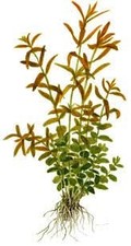 CANTON AQUATICS Rotala Rotundifolia RED Live Aquarium Plant - Fast Growing -...