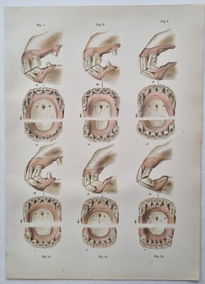1880er antiker ANATOMIEABSCHNITT von PFERDEZÄHNEN Druck mit Index Chromo 8 Jahre - 30