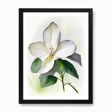 Trillium Wildflower Watercolour 1 A Framed Wall Art Poster Canvas Print Picture