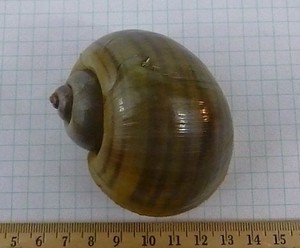 Big Apple Snail, Pomacea family, 74mm, fresh dead F+