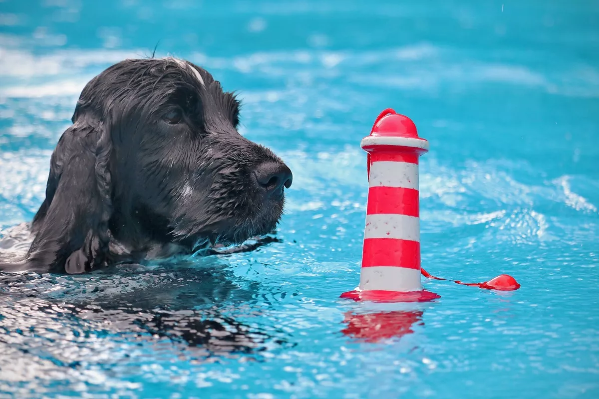 Rogz Lighthouse Dog Toy Summer time fun