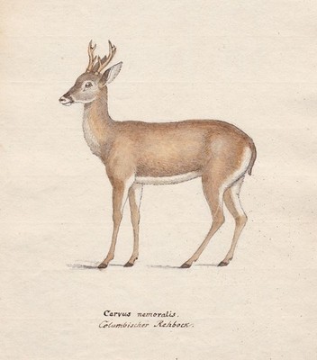 1800 Reh deer Rehbock roebuck chevreuil original Aquarell watercolor drawing