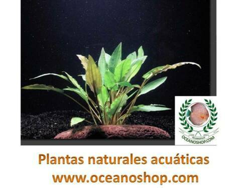 IAN SOMERHALDER (CASUAL) Silhouette En Carton Grandeur Nature EUR 67,53 - FR