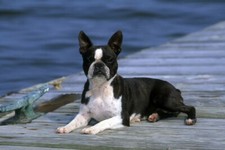 Boston Terrier Floor Mat