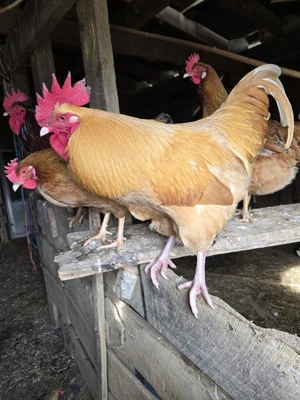 10+ Barnyard Mix Chicken Hatching Eggs, Rhode Island Red, Australorp, Orpington