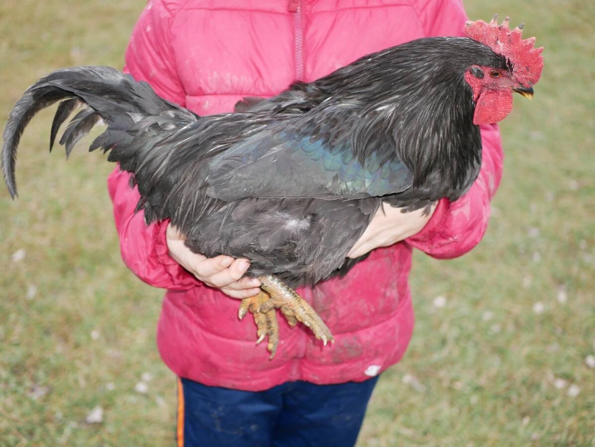 10 Barnyard MIX BRESSE Bielefelder Brahma Jersey Giant Hatching Eggs eBay