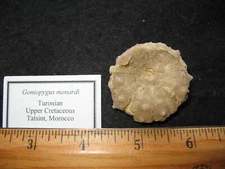 Cretaceous echinoid sea urchin fossil Goniopygus menardi #1