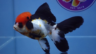 Crown Cap Oranda Female Live Goldfish