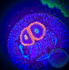 SAF~ “WYSIWYG” Snitch Zoanthid Frag, Palythoa, Paly, Zoa, Coral Colony