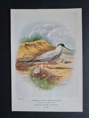 Antique 1910 print - Common Tern - Birds - Ornithology - George Rankin