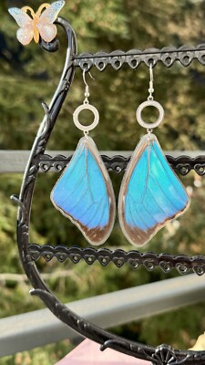 Echte Schmetterlings Ohrringe-Morpho Menelaus-Blau-Obere Flügel-Südamerika 