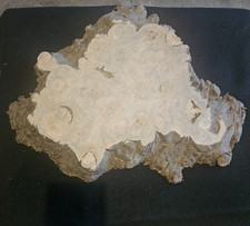 Spalted Maple Burl Wood Round Slab