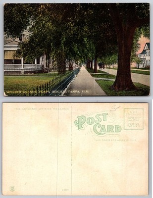 Vintage Tampa Heights FL Seventh Avenue Tree-Lined Street Postcard