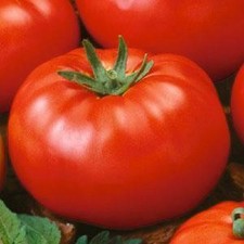 Tomato Seeds Beefsteak Tomato 1,000 Seeds