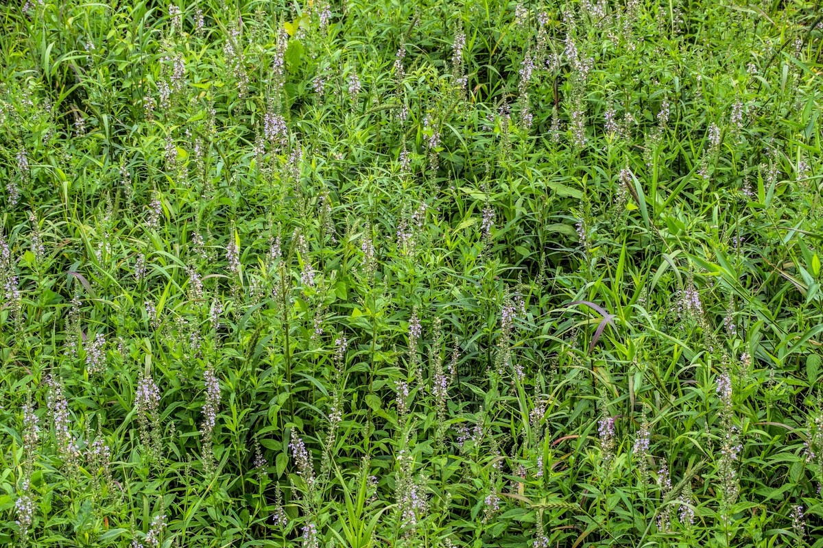 Blue Germander (Teucrium canadense) - Medicinal Uses, Benefits & Safety