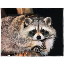 Cute Raccoon Sitting On Tree Throw Blanket Comfort Soft Plush 60x80 Inch