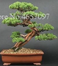 25pc BONSAI Japanese PINE TREE SEEDS Garden rare exotic USA seller FREE shipping