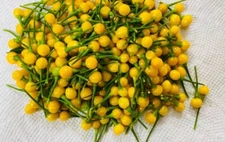 10 Newly Harvested Fresh Hot Ají Charapita Premium Pepper Seeds-B 86
