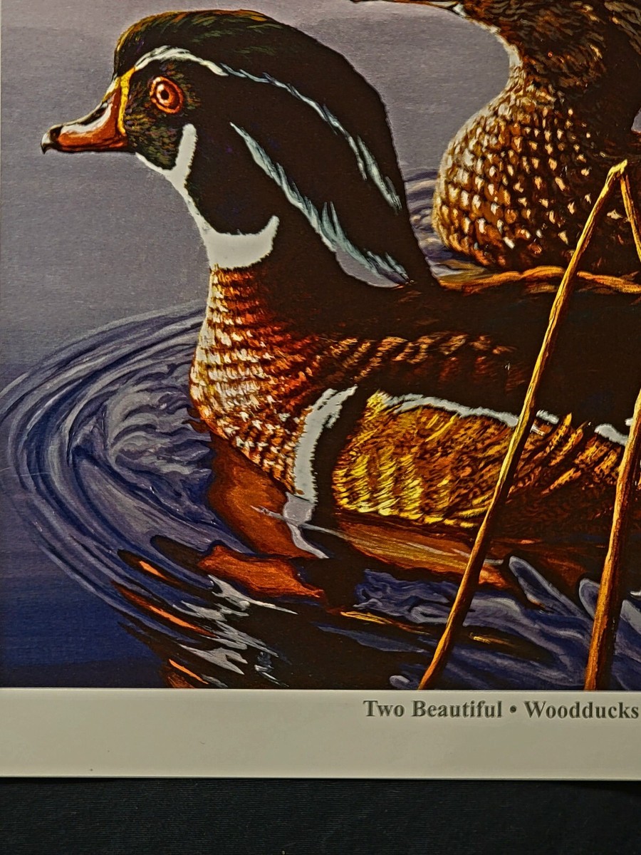 Duck Wall Art Print Sporting Hunting Wood Ducks Signed print
