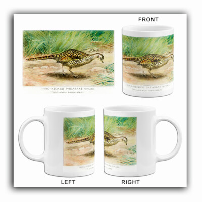 Ring Necked Pheasant (Phasianus Torquatus) - 1913 - Bird Illustration Mug