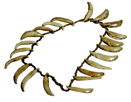 EXTREMELY RARE PACIFIC ISLANDS COWRIE SHELL NECKLACE ON SINNET CORD - L@@K