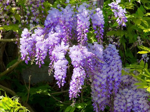 Wisteria Absolute, Wisteria sinensis, Pure Flower Extract, Perfume, Perfumery - Picture 5 of 12