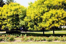 10 GOLDEN RAIN TREE Goldenrain Koelreuteria Paniculata Seeds *Flat S/H