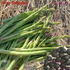Mary Washington Asparagus SEEDS | Non-GMO
