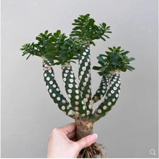 3PCS Euphorbia royleana Boiss. cactus Succulent plant Home plant sigle head