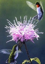 Hummingbird Treat - Tree Free Greeting Card - 12542