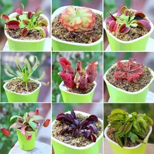 50pcs/pack Cordyceps Seed Venus Flytrap Seeds Potted Flower Plant Seeds