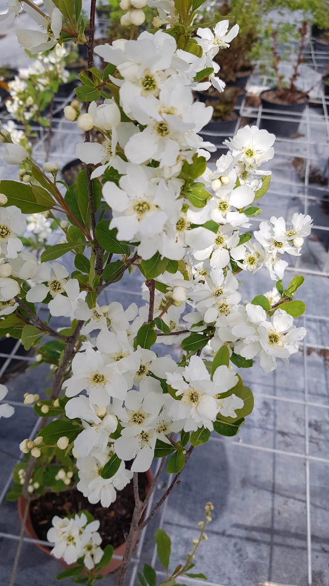Exochorda macrantha The Bride grand arbuste fleur blanche Arbre aux perles 10L