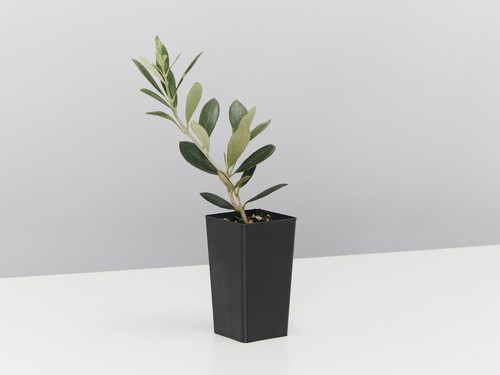 Olive Tree Olea europaea Manzanillo - Picture 4 of 6