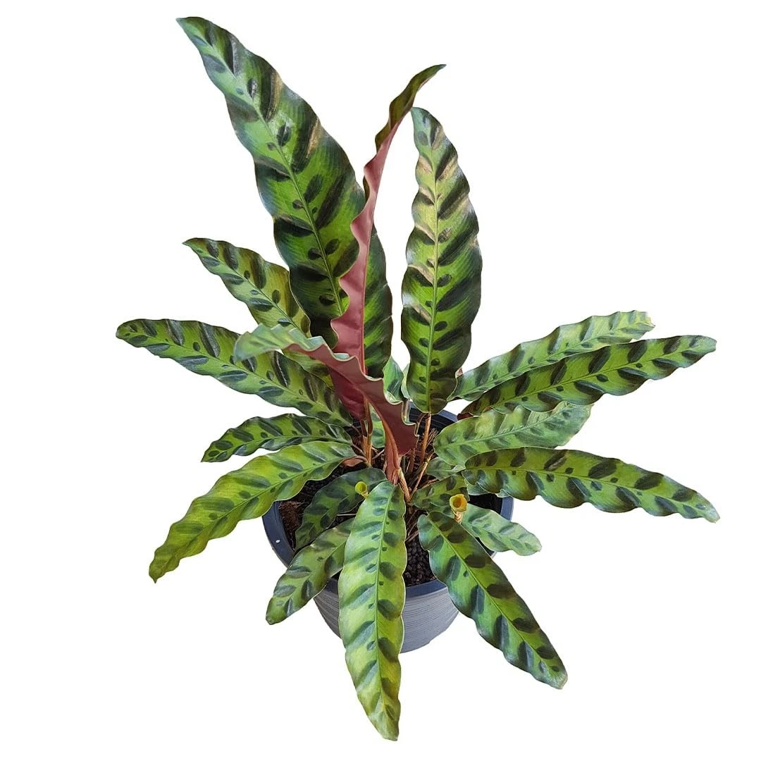 American Plant Exchange Calathea Rattlesnake - Thumbnail 2