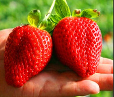 RARE GIANT STRAWBERRY fruit Tree 15 SEEDS-Combined Shipping discount USA seller 