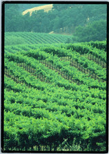 Postcard Napa California Wine Country Gift Baskets Wine Country Red White Wine