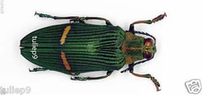 Beetle - BUPRESTIDAE - Catoxantha opulenta ambon (MorF), Ambon Island, Indonesia