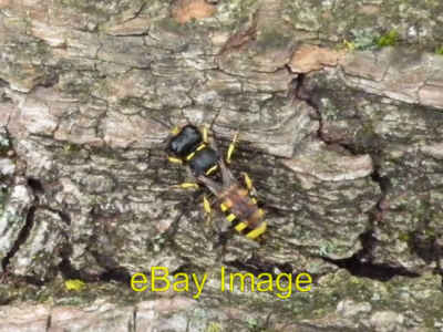 Foto 6x4 Wespe auf umgestürztem Baum Cambridge\/TL4658 Diese Wespe, gefunden auf [[988 um 2008